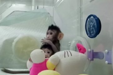 Жонг и Хуа првите клонирани мајмуни, еве како изгледаат тие