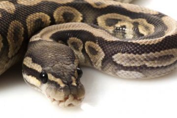 Питон за малку ќе го задавел, публиката мислела дека тоа е дел од играта.