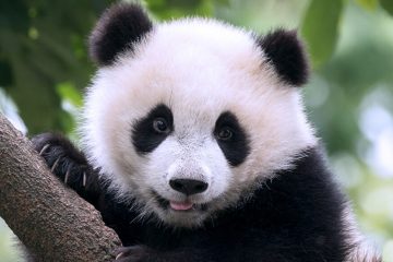 Зошто сите ги сакаат пандите Зошто сите ги сакаат пандите