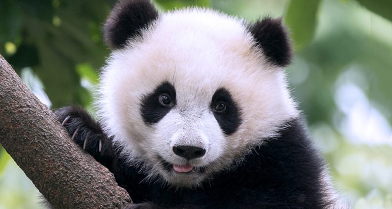 Зошто сите ги сакаат пандите