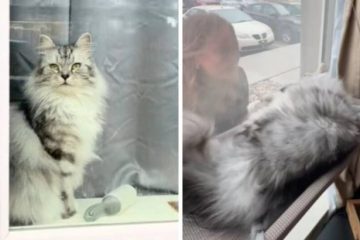 Жена се вратила од патување, а реакцијата на нејзината мачка бура на социјалните мрежи Жена се вратила од патување, а реакцијата на нејзината мачка бура на социјалните мрежи
