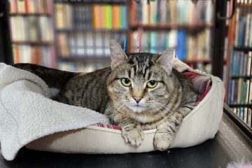 Игра криенка која предизвика возбуда на интернет: Многу луѓе не можат да ја најдат мачката Игра криенка која предизвика возбуда на интернет: Многу луѓе не можат да ја најдат мачката